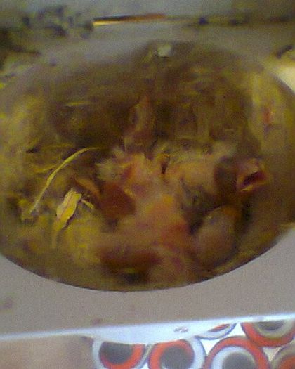 Fotogr.0183 - canari