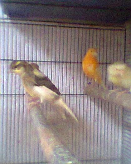 Fotogr.0275 - canari