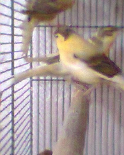 Fotogr.0277 - canari