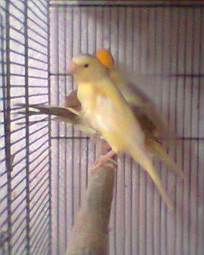Fotogr.0280 - canari
