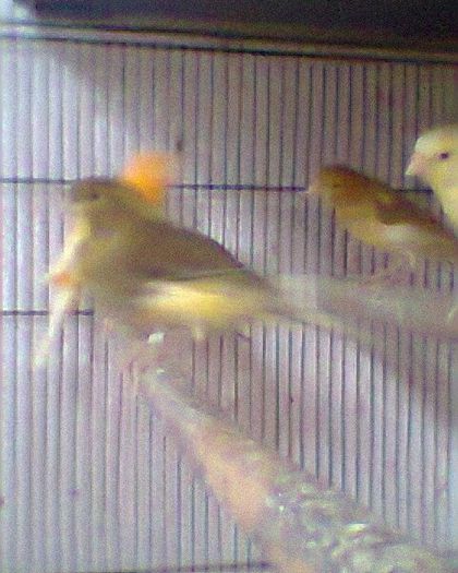 Fotogr.0292 - canari