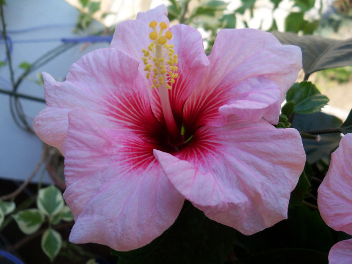 101_7798 - HIBISCUS 2013