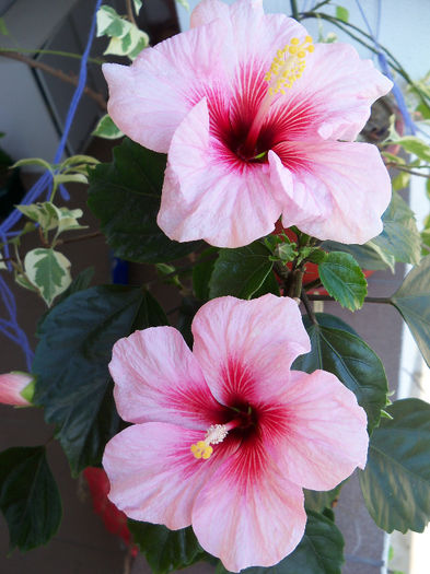 101_7797 - HIBISCUS 2013