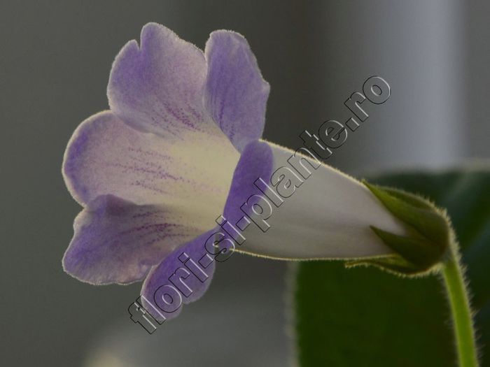 Sinningia Luci s My beauty - GLOXINIA_SINNINGIA - Hibrizii mei -My hybrids