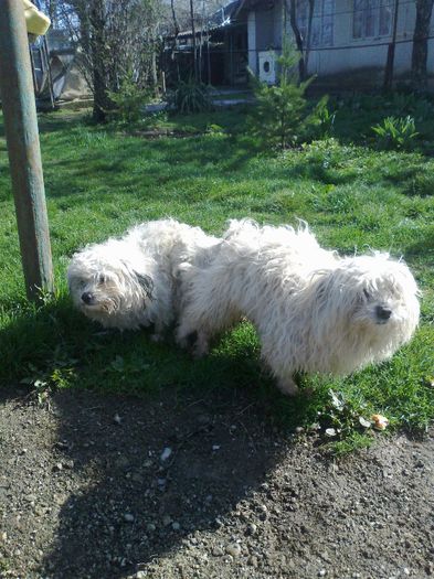 06042013129 - de vanzare catei bichon havanese