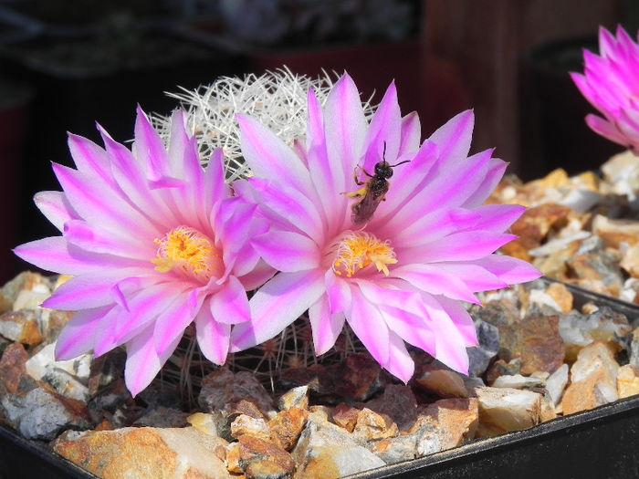 Mammillaria napina - cactusi 2013