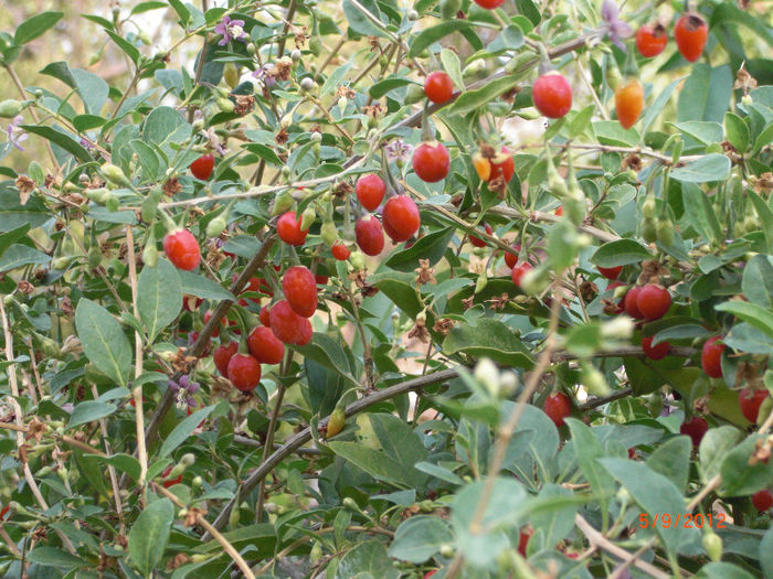 Goji Berry Lycium Barbarum; goji in gradina mea, fara nici un tratament, aclimatizat perfect la zona noastra, plina de flori, fructe verzi de toate marimile si fructe coapte, ce se culeg pana da zapada
