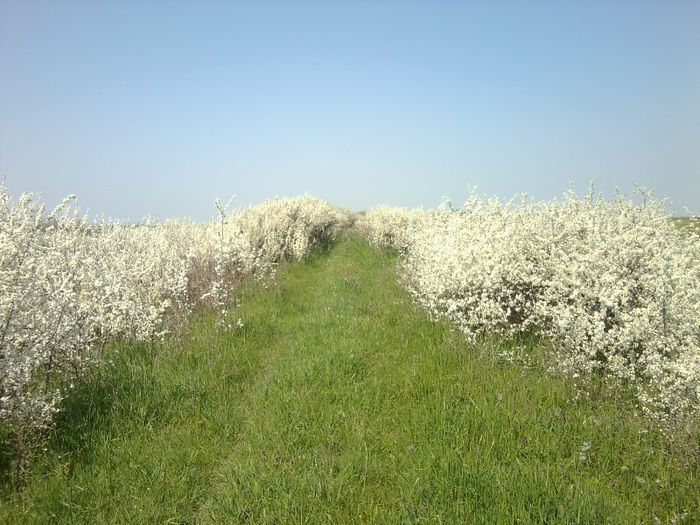 Fotografie0189 - DE PRIN NATURA