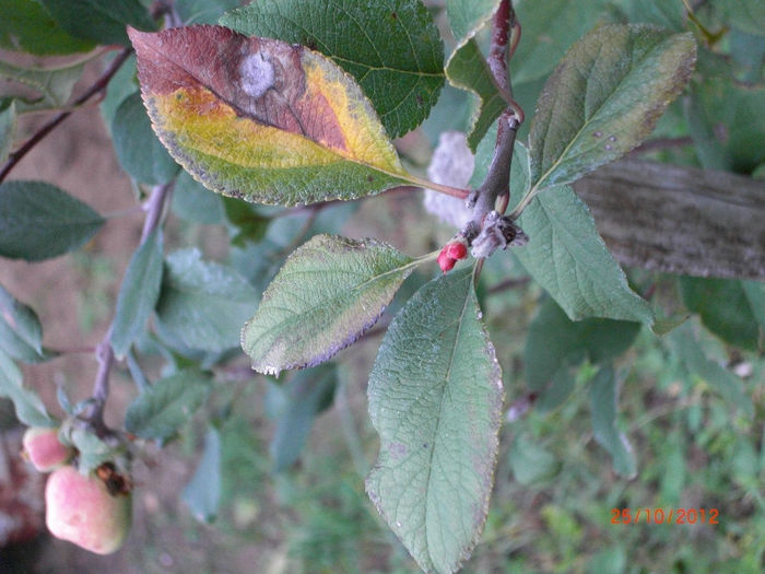 mar3Recolte25oct - Gradina Casa si Plante Rare sau Deosebite pentru Sanatate