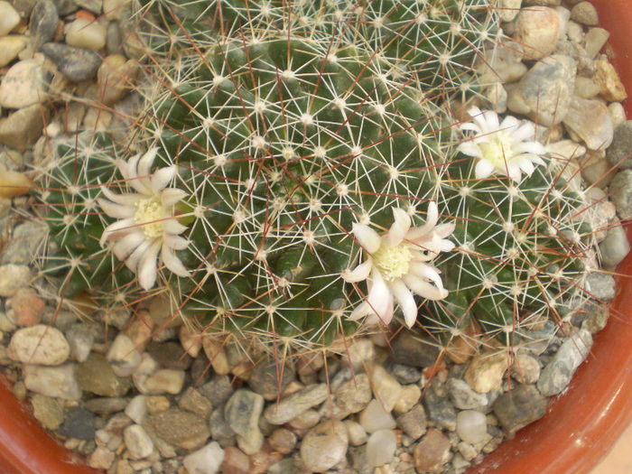 Dolichothele decipiens