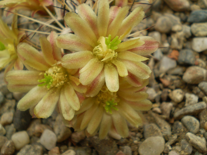 Echinocereus davisii