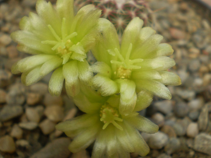 Echinocereus viridiflorus v. minor