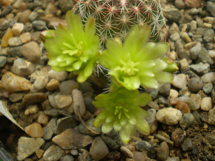 Echinocereus viridiflorus v. minor - Echinocereus 2013