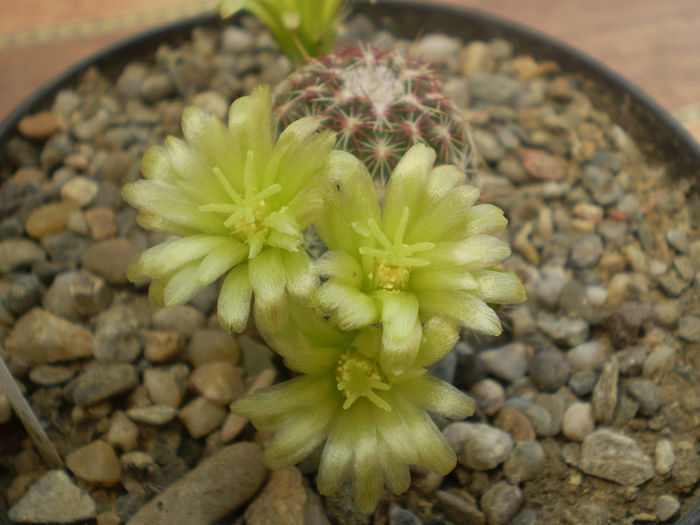 P4210127 - Echinocereus 2013