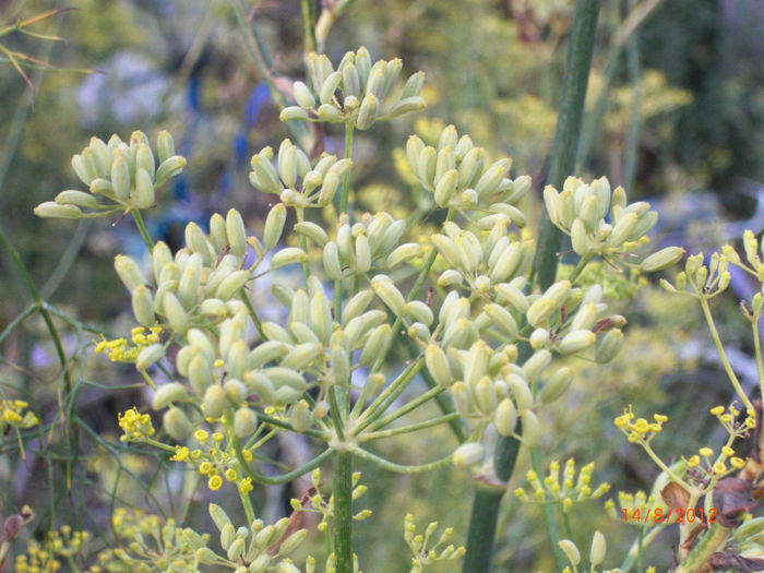 fenicul de florenta fructe; fructe de fenicul de florenta

