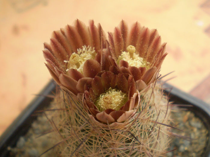 Echinomastus durangensis v. mapimiensis - Echinomastus