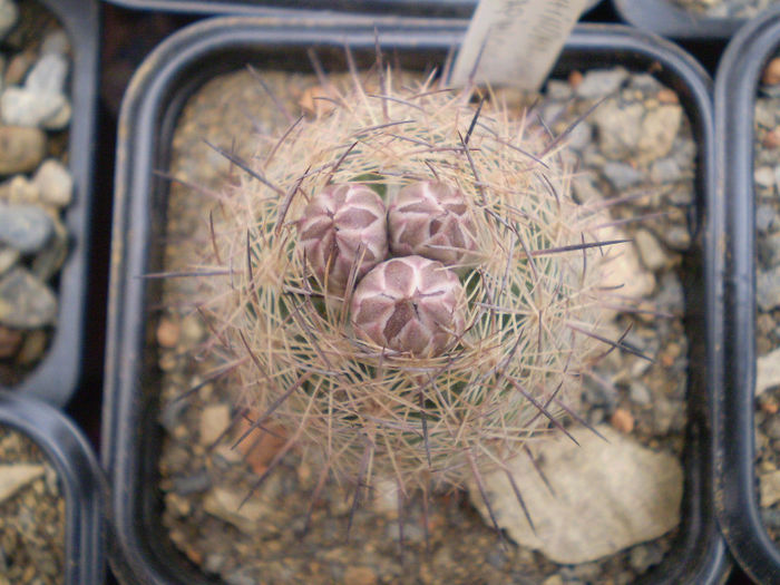 Echinomastus durangensis v. mapimiensis