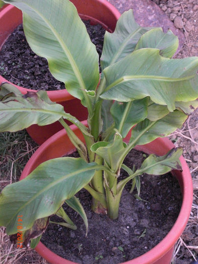 Bananier de iarna - Musa basjoo - Gradina Casa si Plante Rare sau Deosebite pentru Sanatate