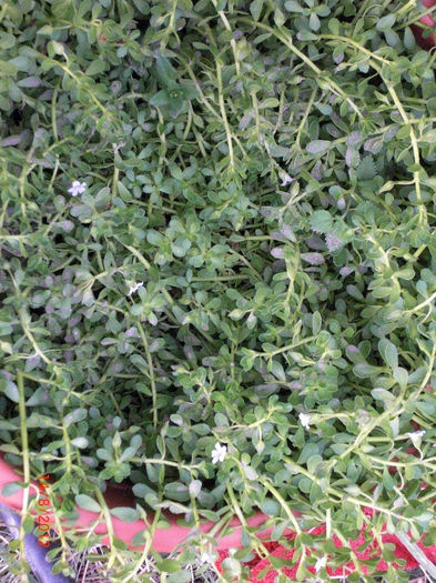 Brahmi - Bacopa monnieri; Brahmi - Bacopa monnieri - Isop de apa - in antichitate "miraculosul elixir al vietii"
