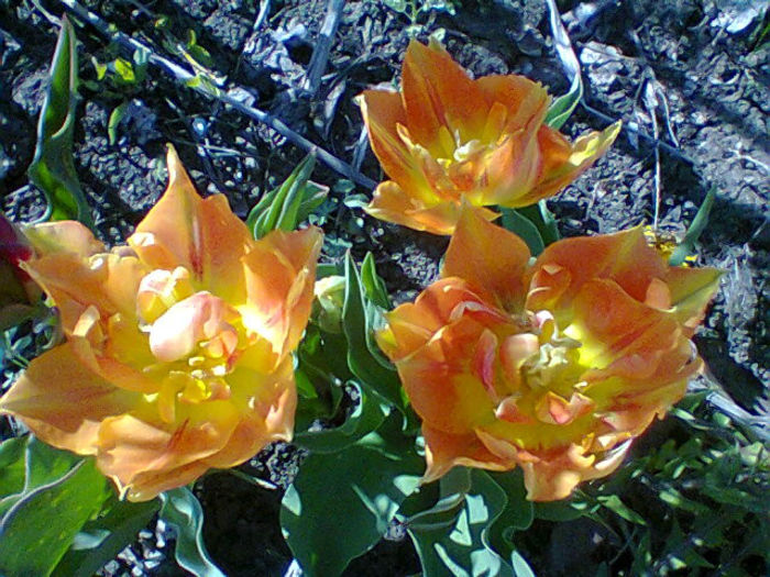 Fotogr.0924 - flori de gradina