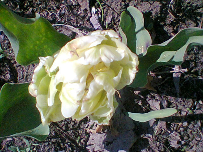 Fotogr.0925 - flori de gradina