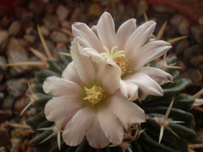 Echinofossulocactus phyllacanthus v. violaciflorus - Echinofoss 2013