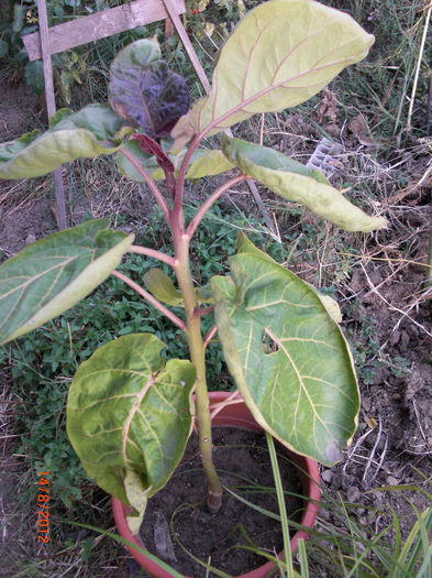 Tamarillo - Cyphomandra betacea