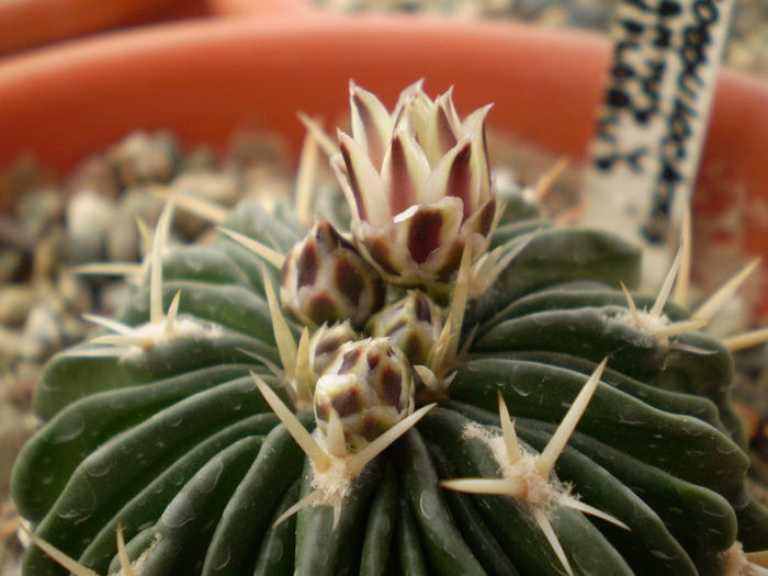 Echinofossulocactus phyllacanthus v. violaciflorus - Echinofoss 2013