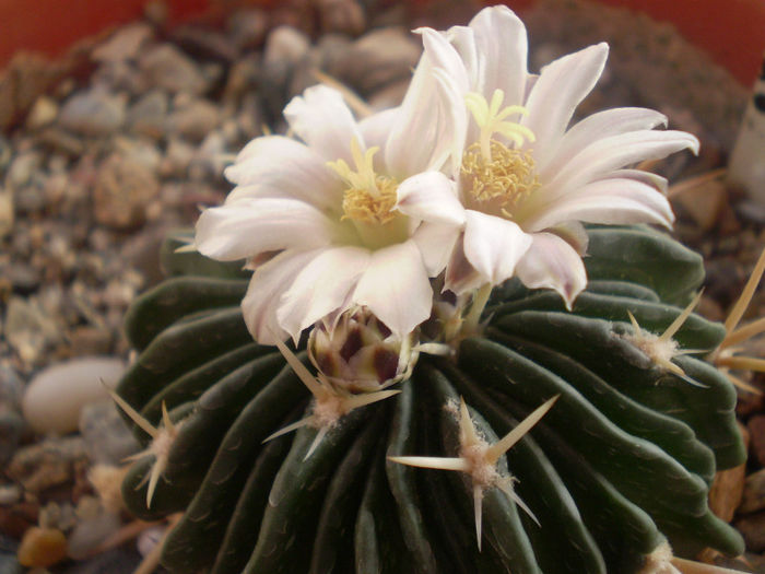 Echinofossulocactus phyllacanthus v. violaciflorus