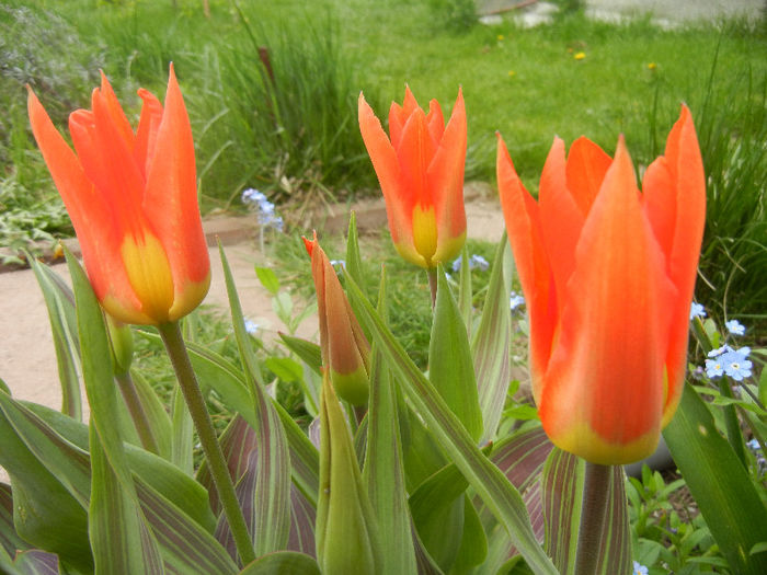 Tulipa Juan (2013, April 21)