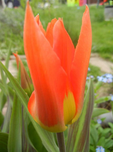 Tulipa Juan (2013, April 21)