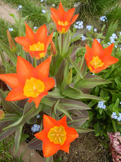 Tulipa Juan (2013, April 21) - Tulipa Juan