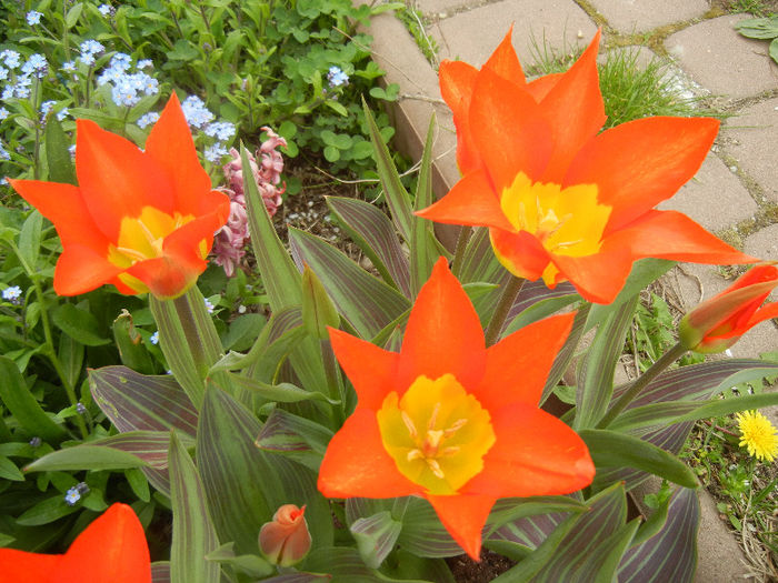 Tulipa Juan (2013, April 21)