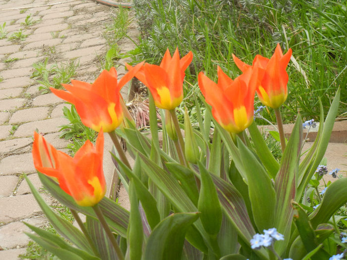 Tulipa Juan (2013, April 21)