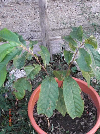 Arborele de banane - Asimina triloba- Paw-Paw - Gradina Casa si Plante Rare sau Deosebite pentru Sanatate