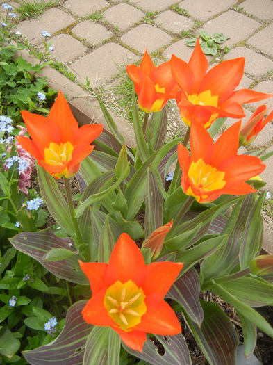 Tulipa Juan (2013, April 21) - Tulipa Juan