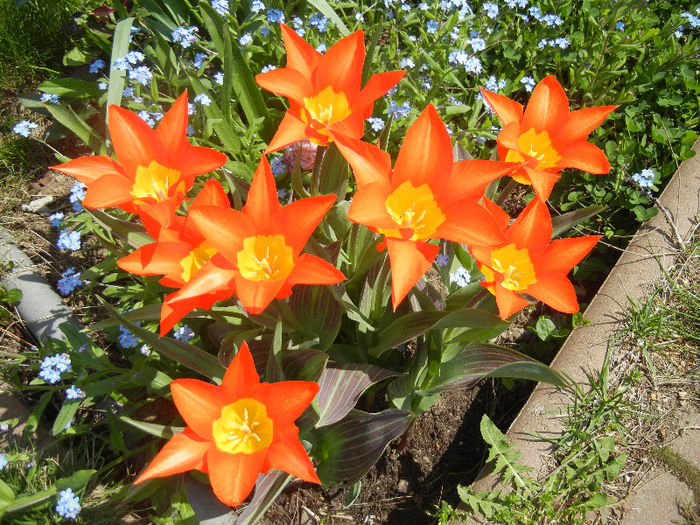 Tulipa Juan (2013, April 22)