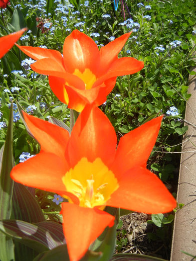 Tulipa Juan (2013, April 22)