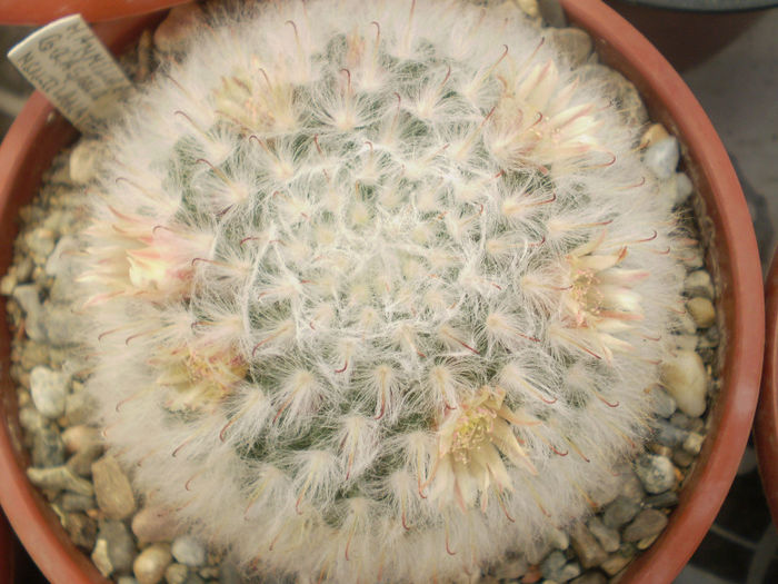 Mammillaria bocasana multilanata - Mamm 2013