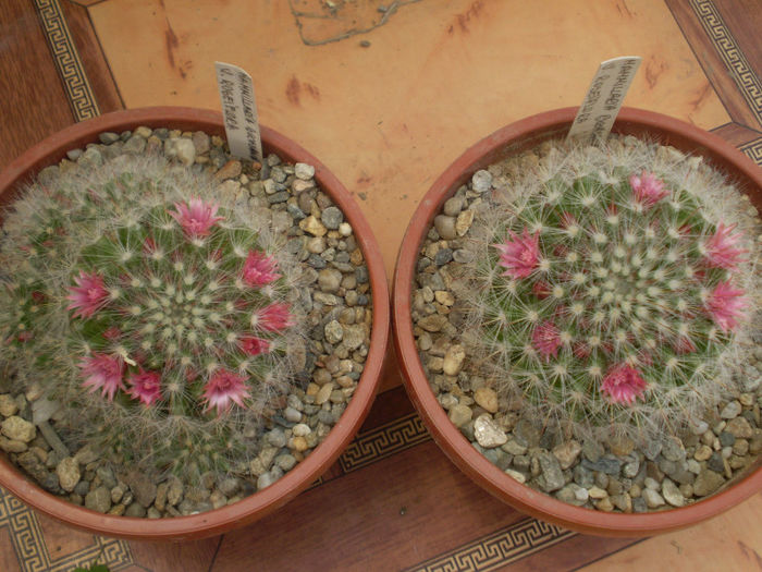 Mammillaria bocasana f. roseiflora - Mamm 2013