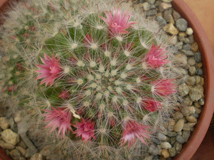 Mammillaria bocasana f. roseiflora - Mamm 2013
