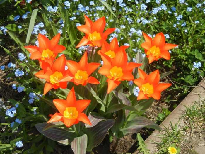 Tulipa Juan (2013, April 23)