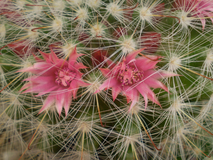 Mammillaria bocasana f. roseiflora - Mamm 2013