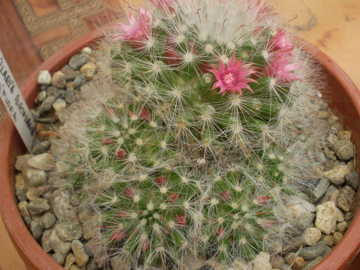 Mammillaria bocasana f. roseiflora - Mamm 2013