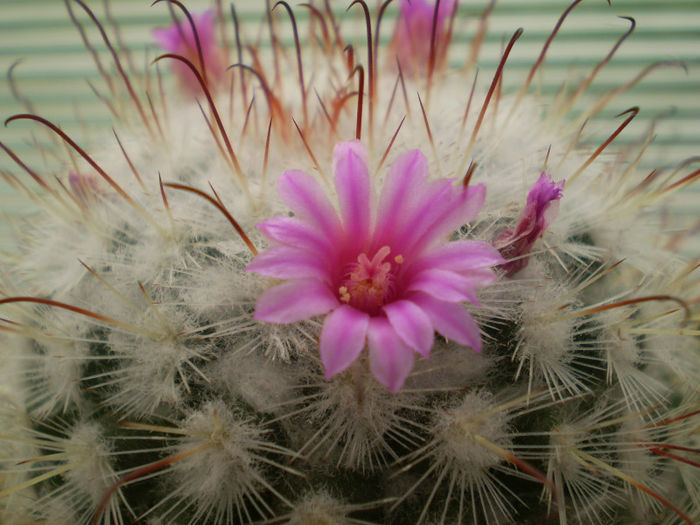Mammillaria bombycina - Mamm 2013