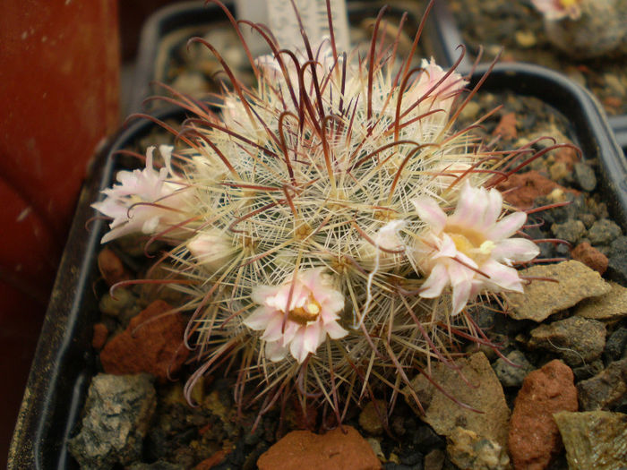 Mammillaria cowpere rubrispina - Mamm 2013
