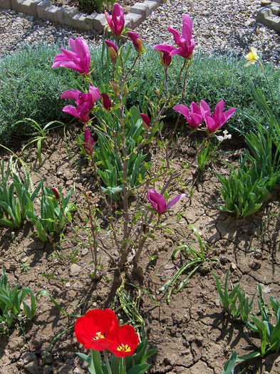 22.04.2013 MAGNOLIA SUSAN - GRADINA 2013