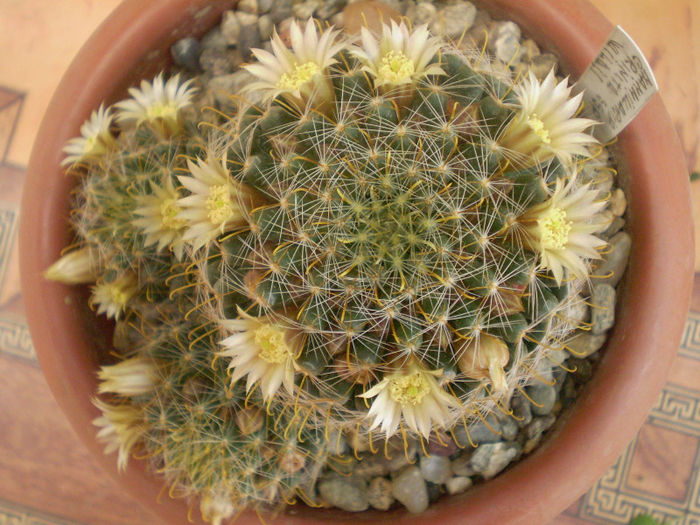 Mammillaria crinita ssp. wildii - Mamm 2013