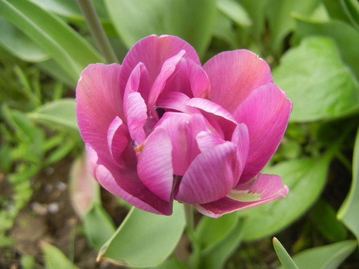 Tulipa Blue Diamond (2013, April 22) - Tulipa Blue Diamond