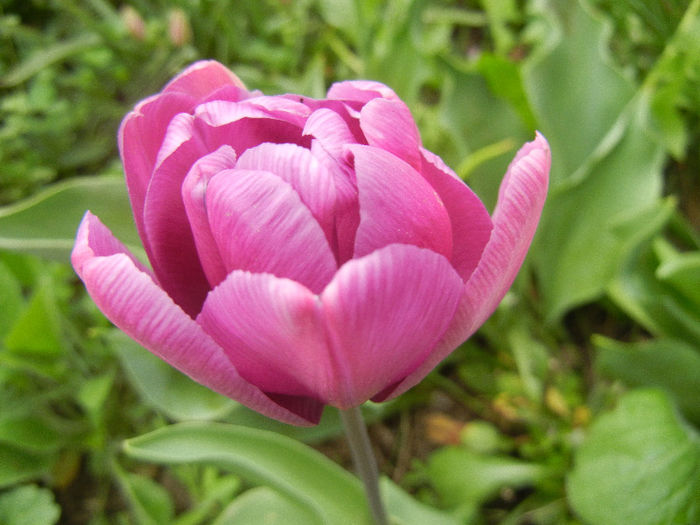 Tulipa Blue Diamond (2013, April 22)